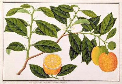 Lemomanies Macao-Macao Oranges, from Drawings of Plants from Malacca, c.1805-18 by Chinese School